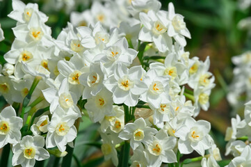 水仙の花(Narcissus)