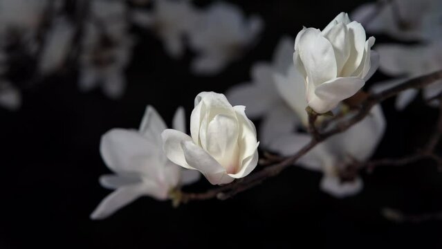 Tokyo, Japan - March 15, 2023: Beautiful white lilytree or Magnolia denudata or Hakumokuren flowers at dawn in spring in Japan
