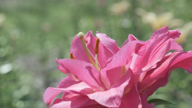 Close up, bright pink flower on green nature background. Static lily bud 4k footage. Magenta peon wind swaying. Closeup beautiful fresh tulip flower bloom in sunlight. Natural blooming in sunny summer