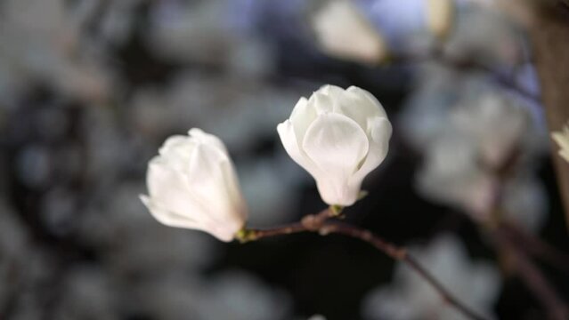 Tokyo, Japan - March 15, 2023: Beautiful white lilytree or Magnolia denudata or Hakumokuren flowers at dawn in spring in Japan
