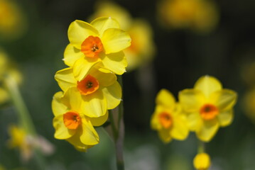Obraz premium yellow daffodil flowers in the garden