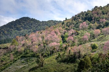 The full bloom of cherry blossoms signals a spring has arrived. Spring comes in Dalat town, Vietnam