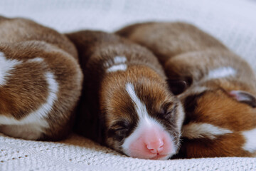 Three furry multicolored brown, white and black blind welsh corgi puppies sleeping together on white soft blanket in row