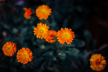 orange flowers in the garden