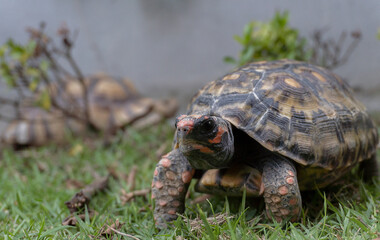Close up of African sulcata tortoise resting in the garden, Beautiful Tortoise concept.