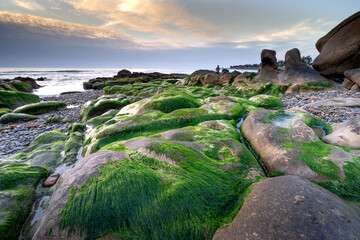 At a season of year at dawn, the stones in the Co Thach coast were fully covered with moss and seaweed. That coast is located in Tuy Phong, Binh Thuan province, Vietnam