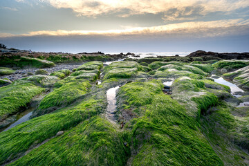 At a season of year at dawn, the stones in the Co Thach coast were fully covered with moss and seaweed. That coast is located in Tuy Phong, Binh Thuan province, Vietnam