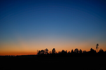 silhouette of a tree at sunset