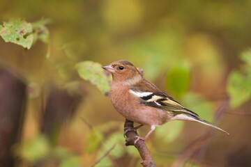 Chaffinch sitting on the branch.  Fringilla coelebs. Songbird sitting on the branch. Little bird in nature forest habitat, Wildlife scene from nature.