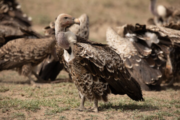 Vultures feeding on a dead Thomson's gazelle in Serengeti National Park, Tanzania