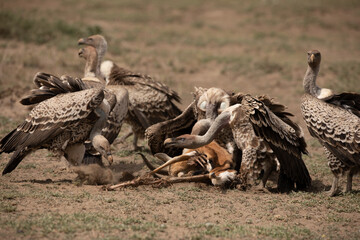 Vultures feeding on a dead Thomson's gazelle in Serengeti National Park, Tanzania