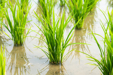 Close-up of rice seedlings growing in the fields of Taiwan.