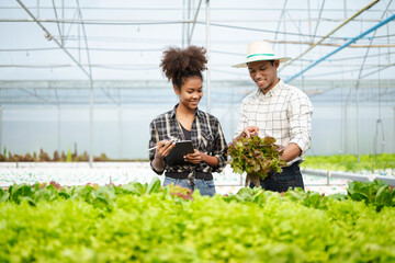 Asian farmer using hand holding tablet and organic vegetables hydroponic in greenhouse plantation. Female hydroponic salad vegetable garden owner working. .