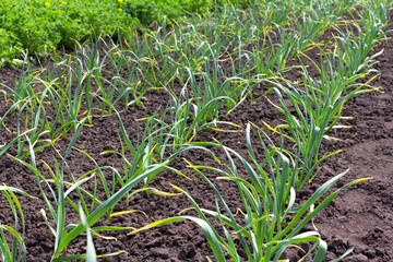 Young garlic grows on the garden bed.