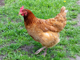Brown hen is walking in the courtyard.