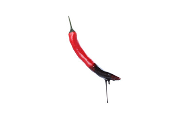 Chili pepper with melted chocolate isolated on white background