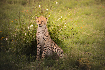 Fototapeta na wymiar A young cheetah relaxing in Serengeti National Park, Tanzania