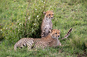 Two young cheetahs relaxing in Serengeti National Park, Tanzania