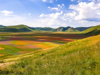Obraz premium Lentil flowering with poppies and cornflowers in Castelluccio di Norcia, Italy
