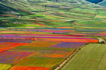 Lentil flowering with poppies and cornflowers in Castelluccio di Norcia, Italy