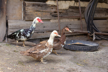 Home ducks on farmyard go to feed.