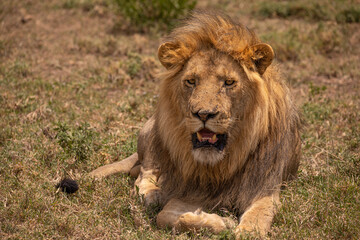 A huge, male lion resting near a watering hole in Serengeti National Park, Tanznia