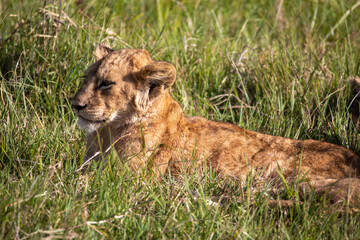 Lion cub resting with it's pride in the Ngorongoro Crater, Tanzania