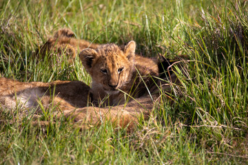 Lion cub resting with it's pride in the Ngorongoro Crater, Tanzania