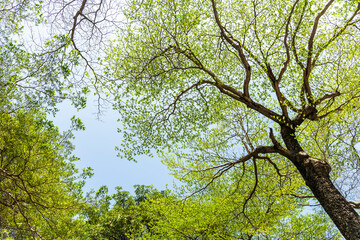 Obraz premium Low-angle view of Terminalia mantaly trees with the blue sky in the park.