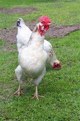 Cock and a hen are walking in the courtyard.
