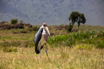 A marabou stork looking for food near a small lake in the Ngorongoro Crater, Tanzania