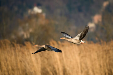 Greylag goose flies over the shores of Lake Constance