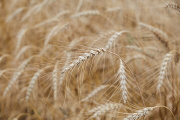 Rural landscape of a ripening harvest, Ripe wheat background close up