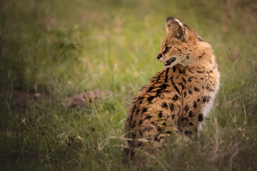 Amazing serval hunting and resting in the Ngorongoro Crater, Tanzania