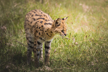Amazing serval hunting and resting in the Ngorongoro Crater, Tanzania