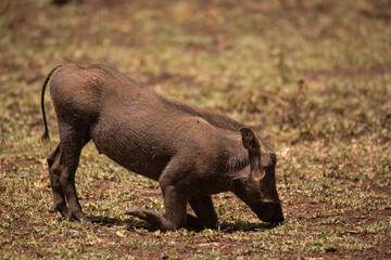 A young warthog grassing in the Ngorongoro Crater, Tanzania