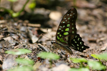 Beautiful butterfly in the forest of Thailand