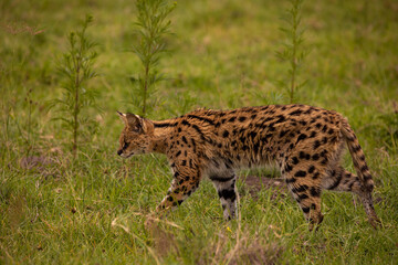 Amazing serval hunting and resting in the Ngorongoro Crater, Tanzania