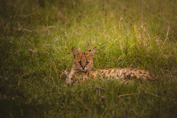 Amazing serval hunting and resting in the Ngorongoro Crater, Tanzania