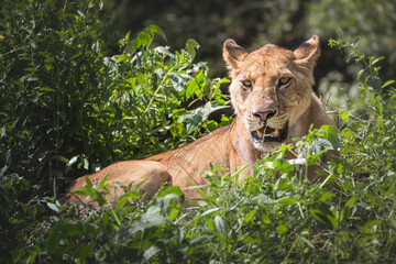 Beautiful tree-climbing lioness in Lake Manyara National Park, Tanzania
