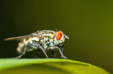 Close up macro shot House fly, Fly, House fly on leaf