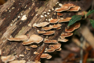 Mushrooms on the log in the forest