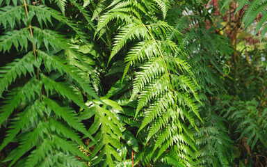 Closeup image of Fern leaves in the garden