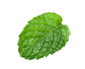 Fresh peppermint isolated on transparent background, PNG image
