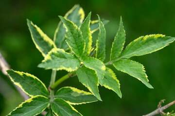 Nature green leaves in the summer garden. Natural green leaf on a green background, the use of environmental ecology or greenery wallpaper as a spring background