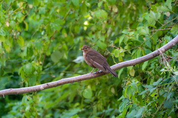 A blackbird sits on an old branch