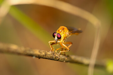 Close up macro shot House fly, Fly, House fly on leaf