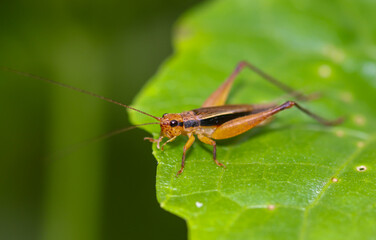 Grasshopper on a leaf in the forest