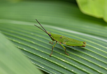 Grasshopper on a leaf in the forest