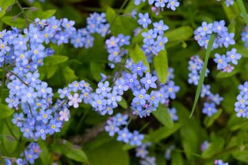 Fototapeta premium Blue spring flowers with green leaves as background, spring background
